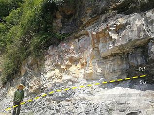 72.4 米！广西发现中国岩溶地区最高树